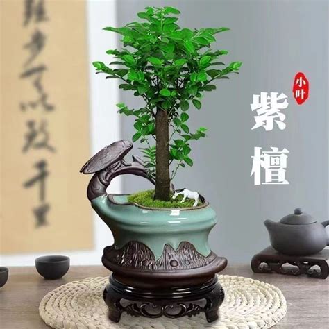 木本植物盆栽